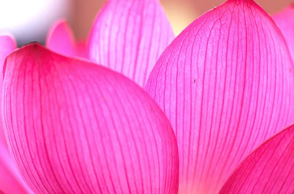 Vivid pink lotusblomma — Stockfoto