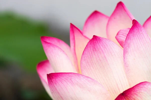 Flor de lótus rosa e branco — Fotografia de Stock