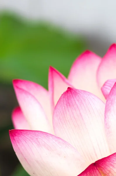 Kwiat lotosu różowy i biały — Zdjęcie stockowe