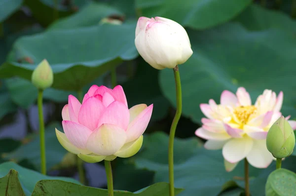 canlı pembe lotus çiçeği