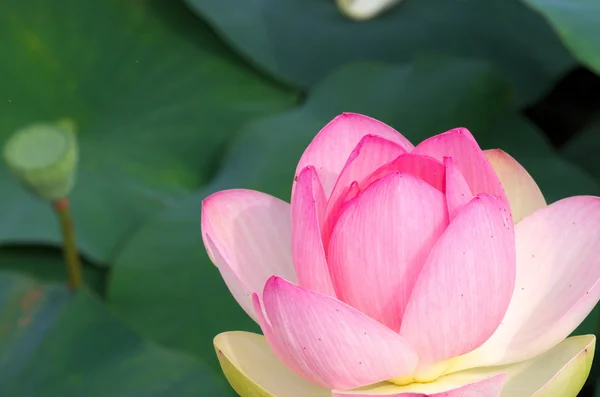 Flor de lótus rosa e branco — Fotografia de Stock