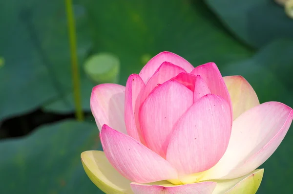 Vivido fiore di loto rosa — Foto Stock