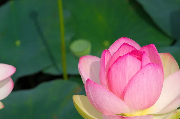 Kwiat lotosu różowy żywy — Zdjęcie stockowe