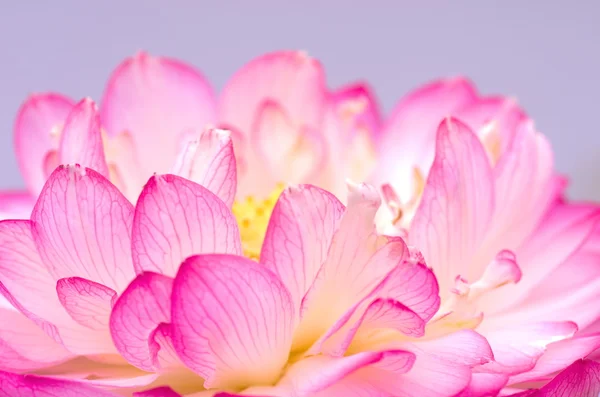 Розовый и белый цветок лотоса Лицензионные Стоковые Изображения
