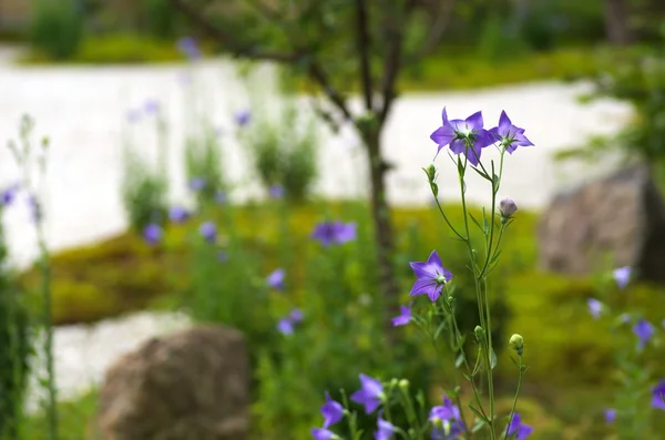 紫色の気球花庭 — ストック写真