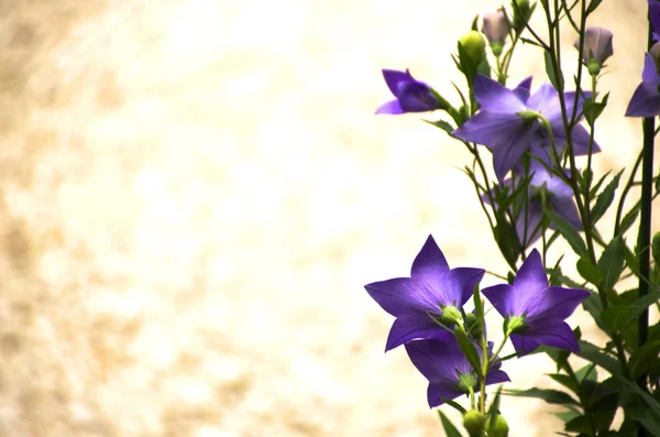 Фиолетовый шарик цветок в саду — стоковое фото