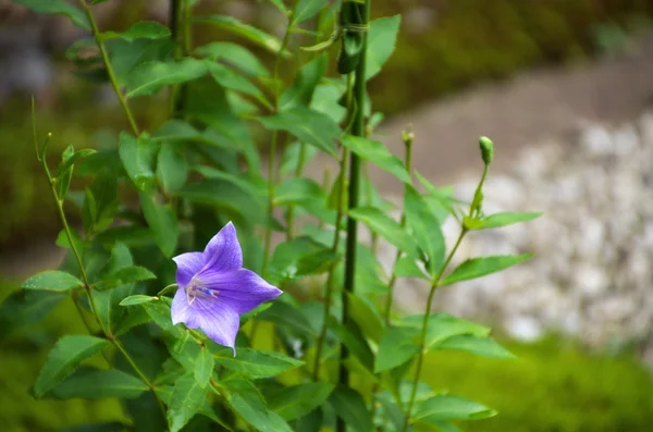 Flor globo púrpura en el jardín — Foto de Stock