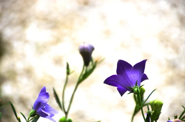 Purple balloon flower in garden — Stock Photo, Image