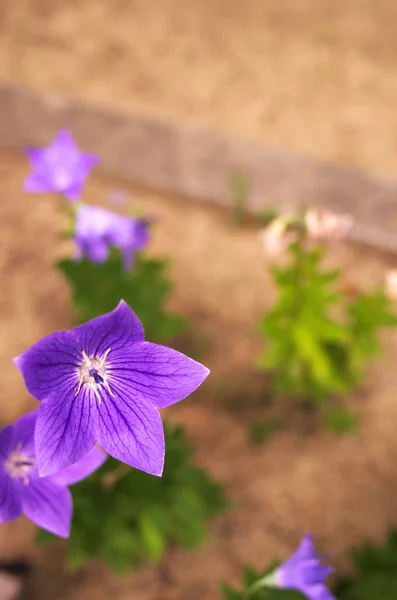 Purple balloon flower — Stock Photo, Image