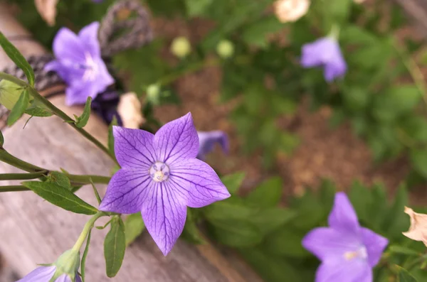 Levande lila ballong blommor — Stockfoto