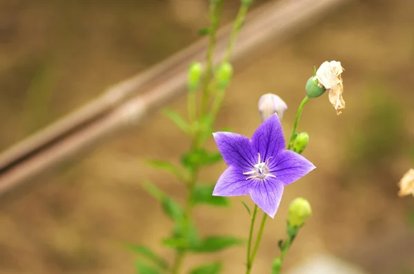 Яркие фиолетовые цветы — стоковое фото
