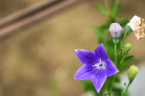 Яркие фиолетовые цветы — стоковое фото