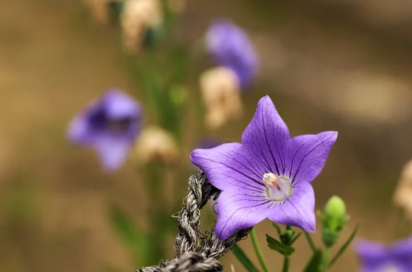 Fleurs de ballon violet vif — Photo
