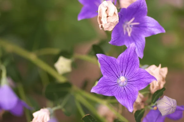 Vivid purple balloon flowers — Stock Photo, Image