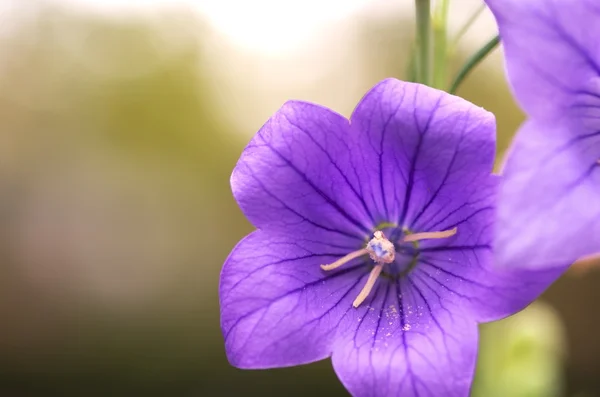 鮮やかな紫色の気球花 — ストック写真