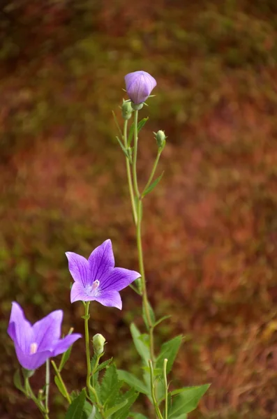 Lila ballong blomma i trädgården — Stockfoto