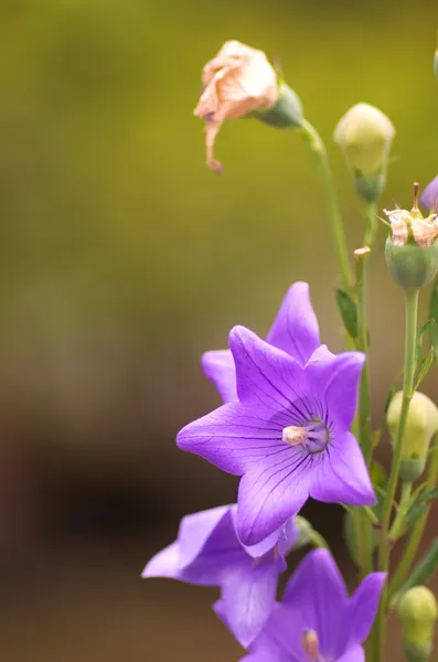 Фиолетовый цветок Лицензионные Стоковые Изображения