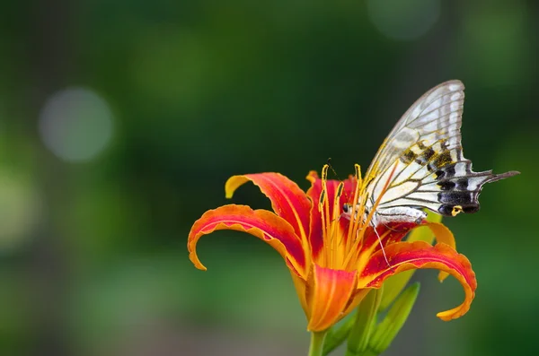 canlı turuncu çiçek kelebek