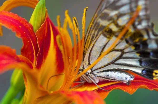 Mariposa sobre vívida flor naranja Imágenes de stock libres de derechos