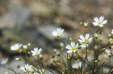 yeşil beyaz ve yeşil çiçek
