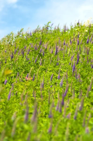 Violette Blume in grün — Stockfoto
