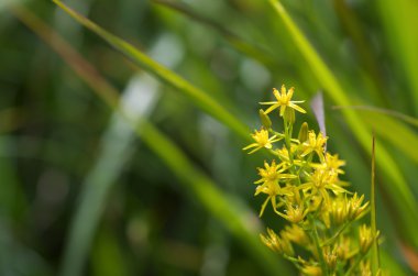 Yeşil sarı çiçek