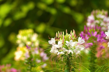 yeşil beyaz ve yeşil çiçek