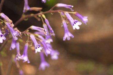 linda flor púrpura en jardín