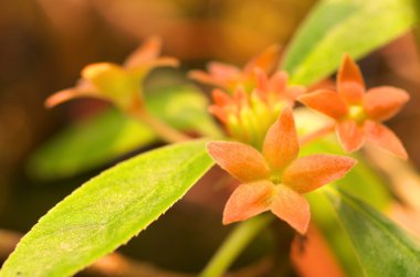 Şirin turuncu çiçek