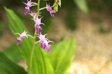 linda flor púrpura en jardín
