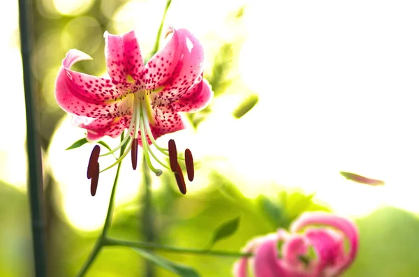 Flor de lírio rosa vívida — Fotografia de Stock