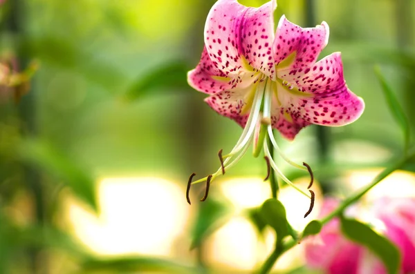 canlı pembe lily çiçek