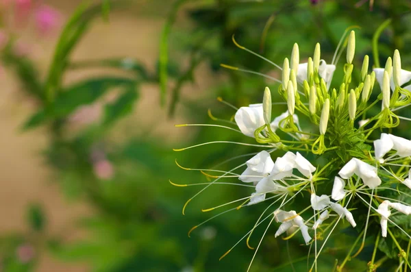 Yeşil beyaz ve yeşil çiçek — Stok fotoğraf