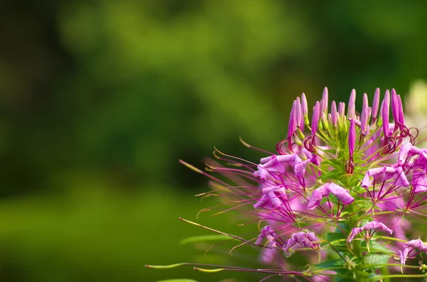 Roztomilá fialová květina v zahradě — Stock fotografie