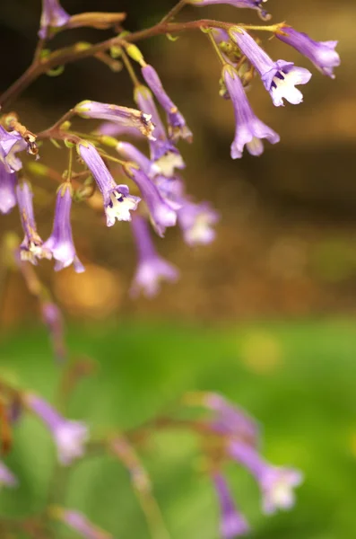 庭のかわいい紫色の花 — ストック写真