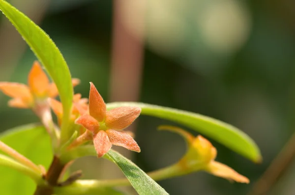 Şirin turuncu çiçek — Stok fotoğraf