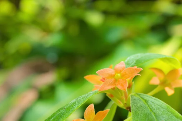 Милый оранжевый цветок — стоковое фото