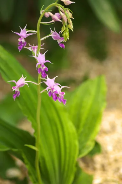 Grazioso fiore viola in giardino — Foto Stock