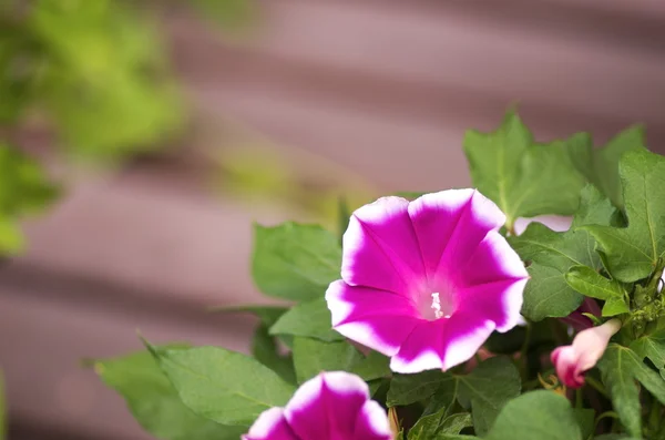 canlı pembe sabah zafer