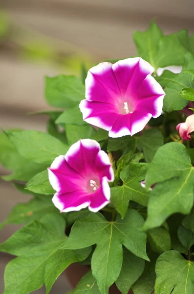 Vivid pink morning glory — Stock Photo, Image