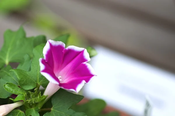 Levande rosa morning glory — Stockfoto