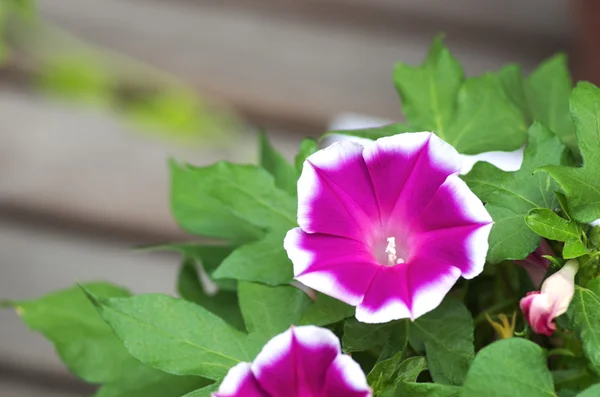 canlı pembe sabah zafer