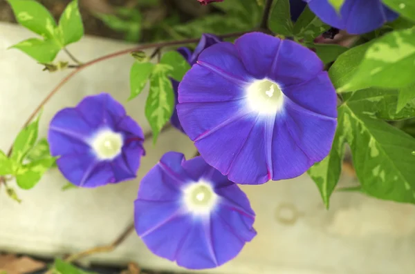 Şirin mavi sabah zafer