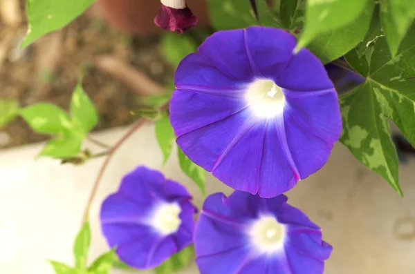 Şirin mavi sabah zafer