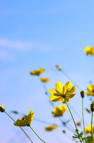 Cosmos amarillos vivos — Foto de Stock