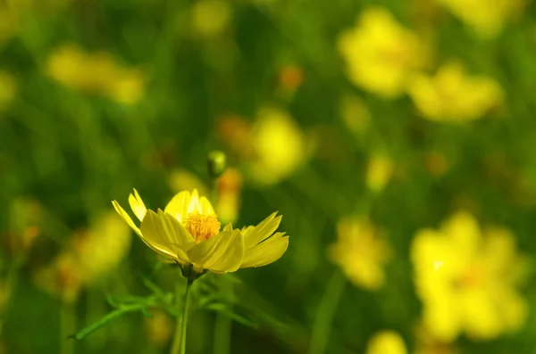 鮮やかな黄色のコスモス — ストック写真