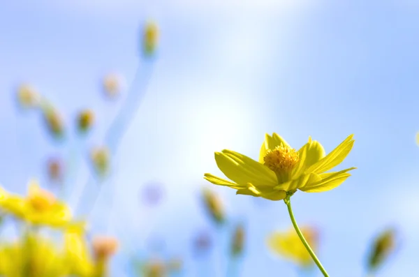 Cosmos amarillos vivos — Foto de Stock