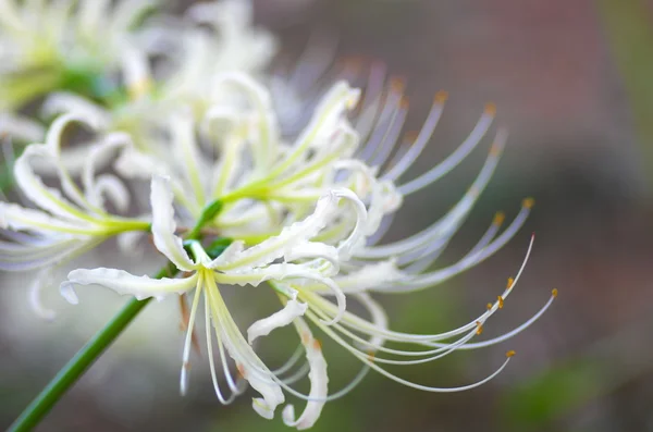 Witte Amaryllis — Stockfoto