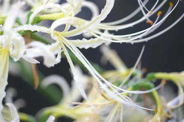 Beyaz lycoris — Stok fotoğraf