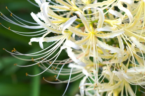 Beyaz lycoris — Stok fotoğraf